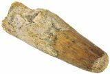 Fossil Spinosaurus Tooth - Feeding Worn Tip #311772-1